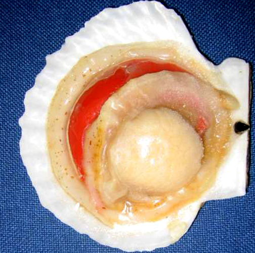 Lemon Scallops Lemon Scallops picture